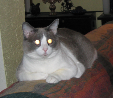 Dinah on couch back