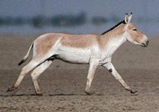 Khulan